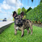 BLACK "Frenchie" collar - SJB-DIAMOND ELITES