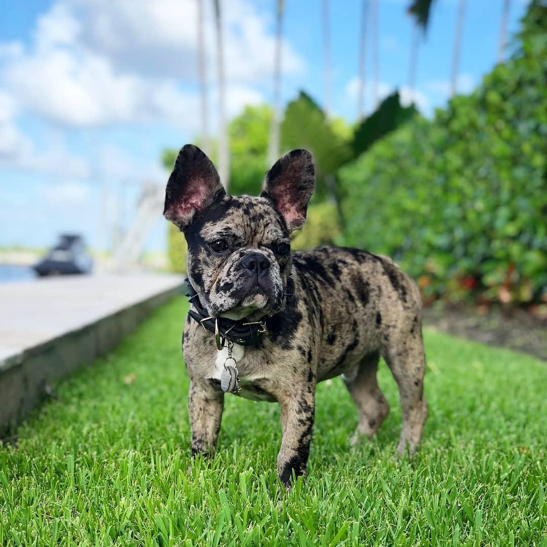 BLACK "Frenchie" collar - SJB-DIAMOND ELITES