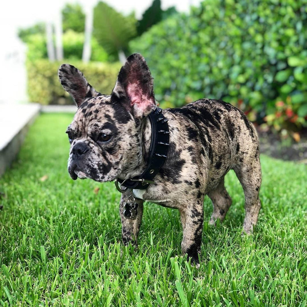 BLACK "Frenchie" collar - SJB-DIAMOND ELITES