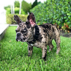 BLACK "Frenchie" collar - SJB-DIAMOND ELITES