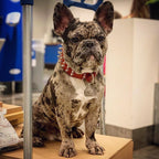Red "Frenchie" collar Bestia Dog Gear