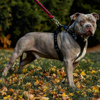 The ''Style'' harness Black - SJB-DIAMOND ELITES
