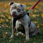 The ''Style'' harness Black - SJB-DIAMOND ELITES