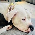 The Candy Dog Collar Bestia Dog Gear