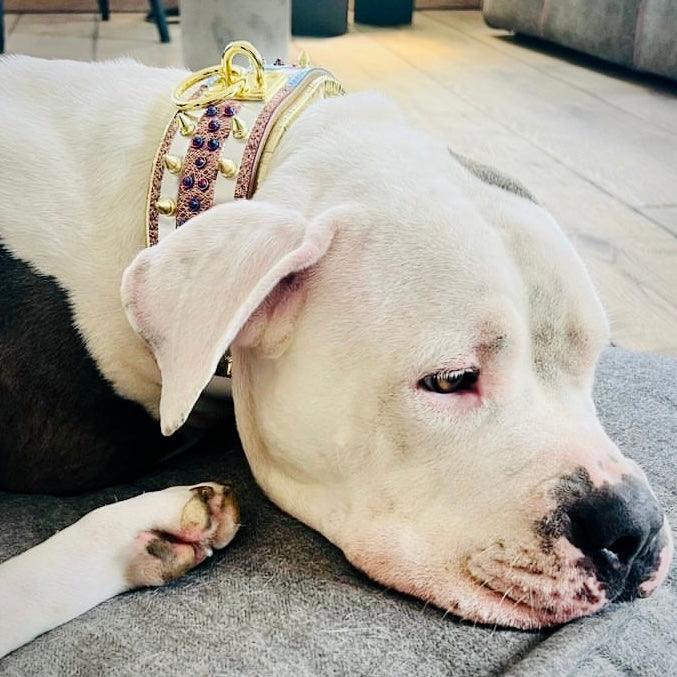 The Candy Dog Collar Bestia Dog Gear