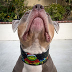 The Grinch Limited Collar Bestia Dog Gear