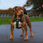 The ''Eros'' harness Green Small to Medium Size - SJB-DIAMOND ELITES