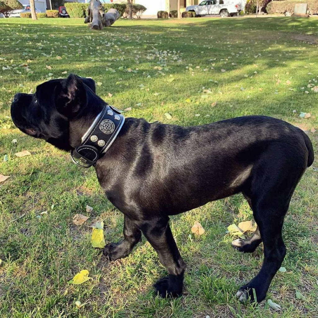 "Hektor" collar Bestia Dog Gear