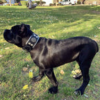 "Hektor" collar Bestia Dog Gear