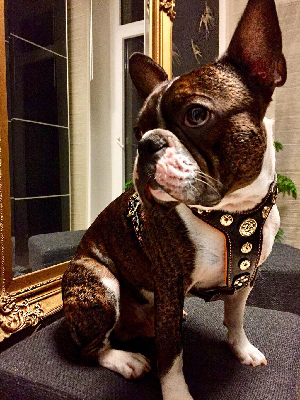 The ''Bijou'' harness Black & Orange Small to Medium Size - SJB-DIAMOND ELITES