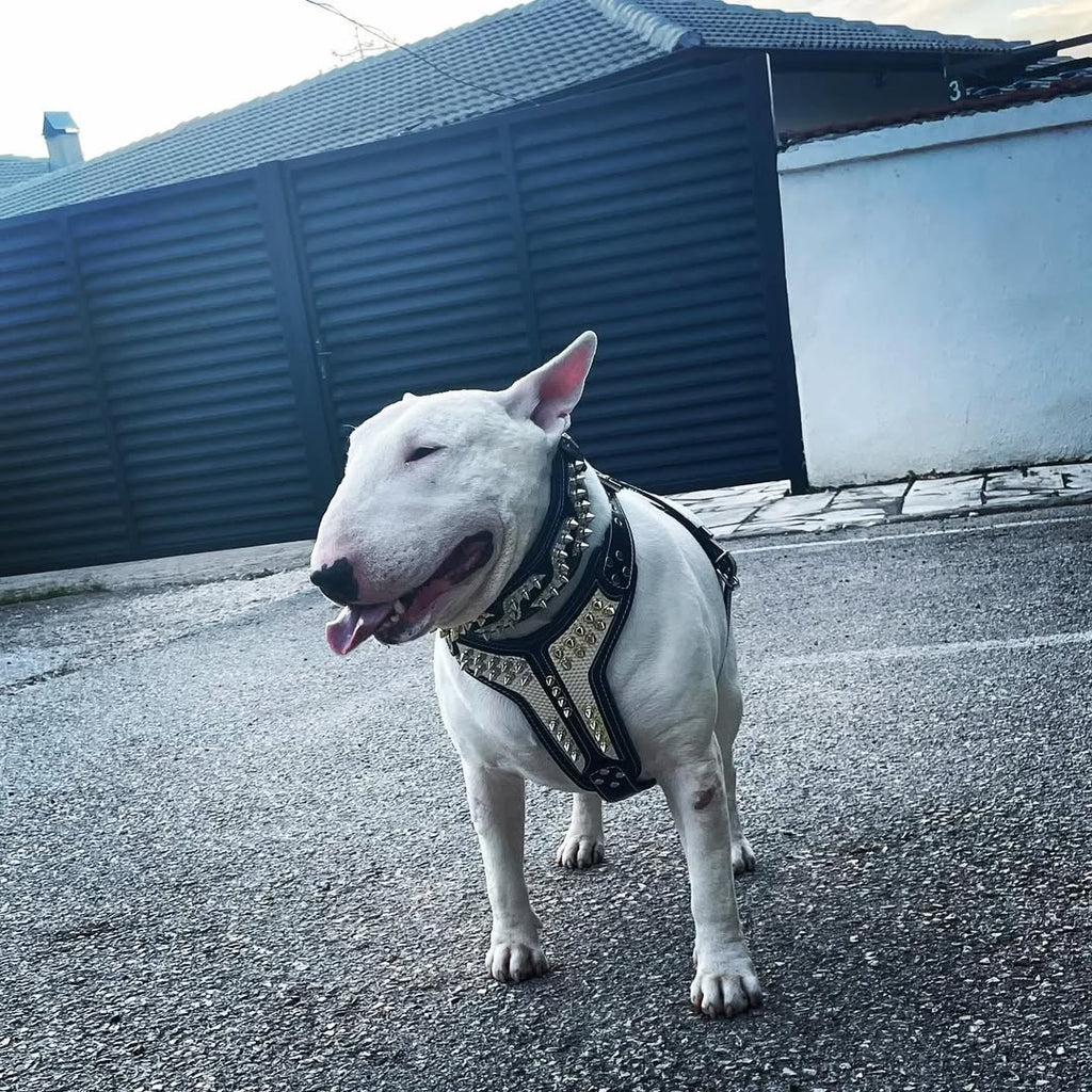 ''Platinum'' harness Medium Size - SJB-DIAMOND ELITES