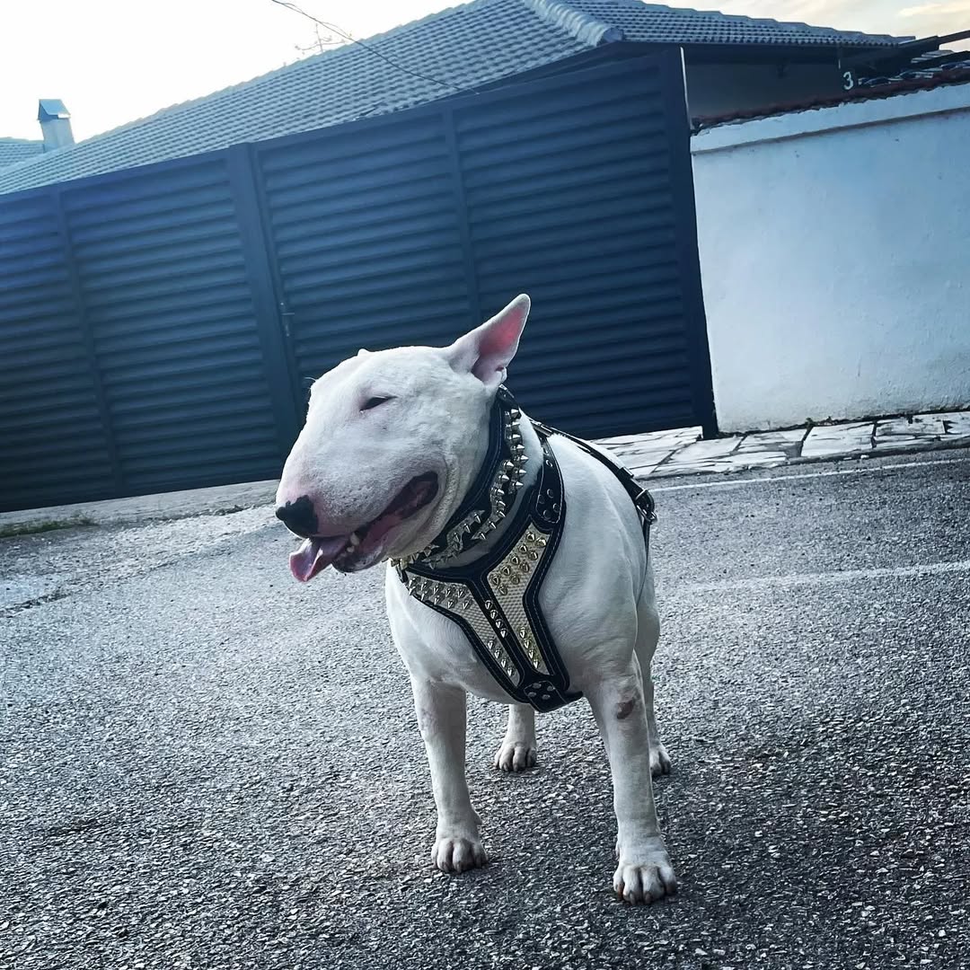 ''Platinum'' harness Medium Size - SJB-DIAMOND ELITES