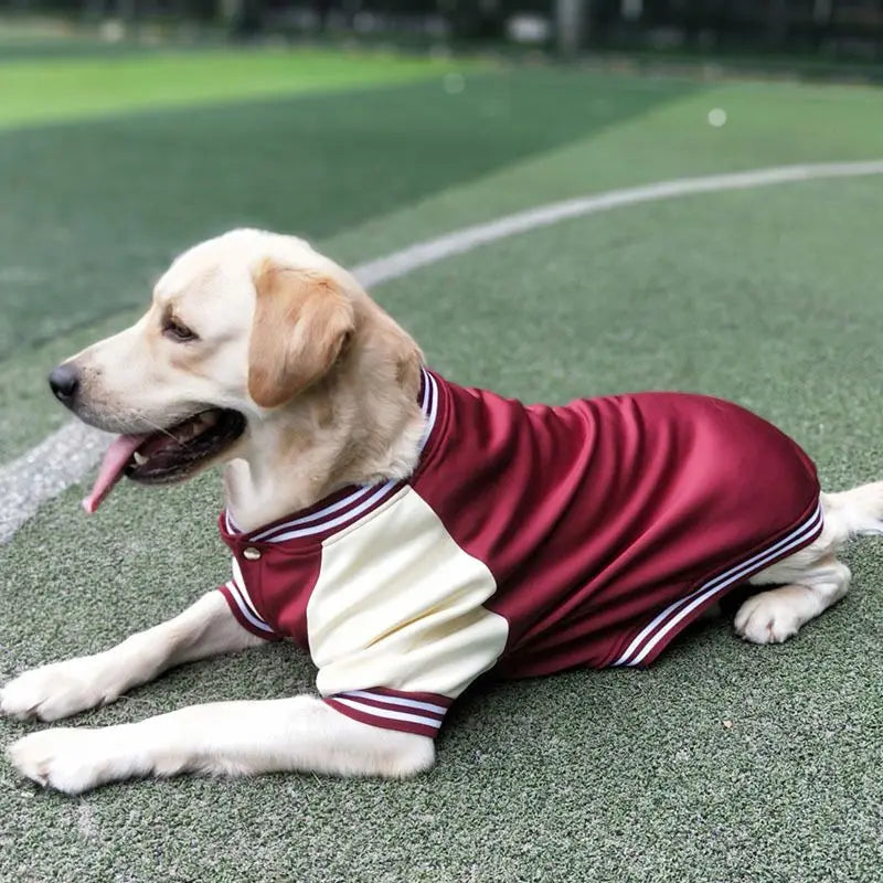 Big Dog Baseball Suit Fashioned Furbabies