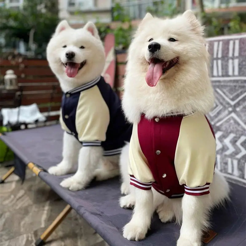 Big Dog Baseball Suit Fashioned Furbabies
