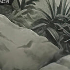 Tropical Green Plants Coconut Trees Distant Mountain Birds 3D Mural Wallpaper Restaurant Clubs KTV Bar Modern Personality Murals Lootquake LLC