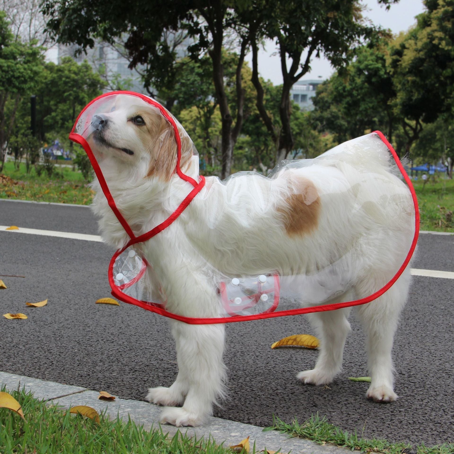 Pet Supplies Dog Raincoat Waterproof New Transparent Plastic Fashion Poncho Personalized Color Edge Costumes for Large Dogs Lootquake LLC