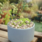 20 creative Halloween white pumpkins, outdoor garden bonsai decoration filled with pumpkin ornaments, home micro landscape decor