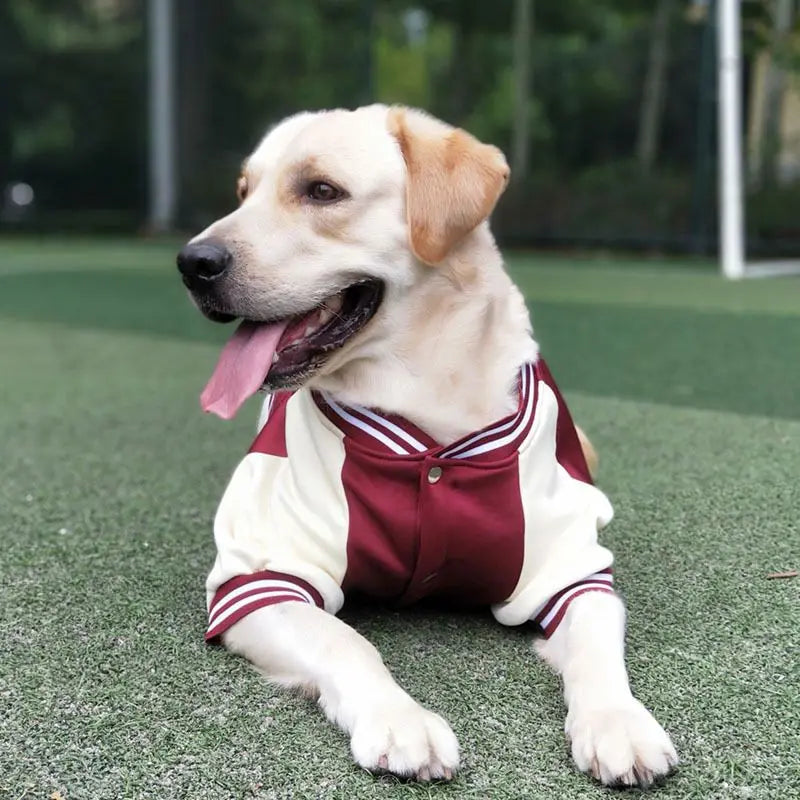 Big Dog Baseball Suit Fashioned Furbabies
