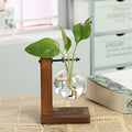 Hydroponic Transparent Plant Vases Pi-Mart