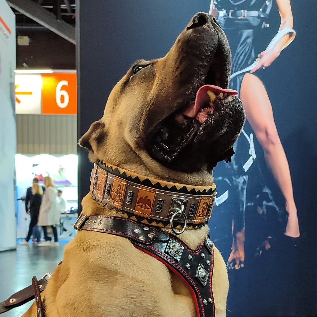 The ''SPQR'' Dog Collar - SJB-DIAMOND ELITES