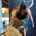 The ''SPQR'' Dog Collar - SJB-DIAMOND ELITES