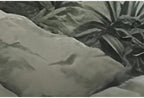 Tropical Green Plants Coconut Trees Distant Mountain Birds 3D Mural Wallpaper Restaurant Clubs KTV Bar Modern Personality Murals Lootquake LLC