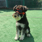 Pet UV Goggles: Cool Eyewear for Dogs & Cats