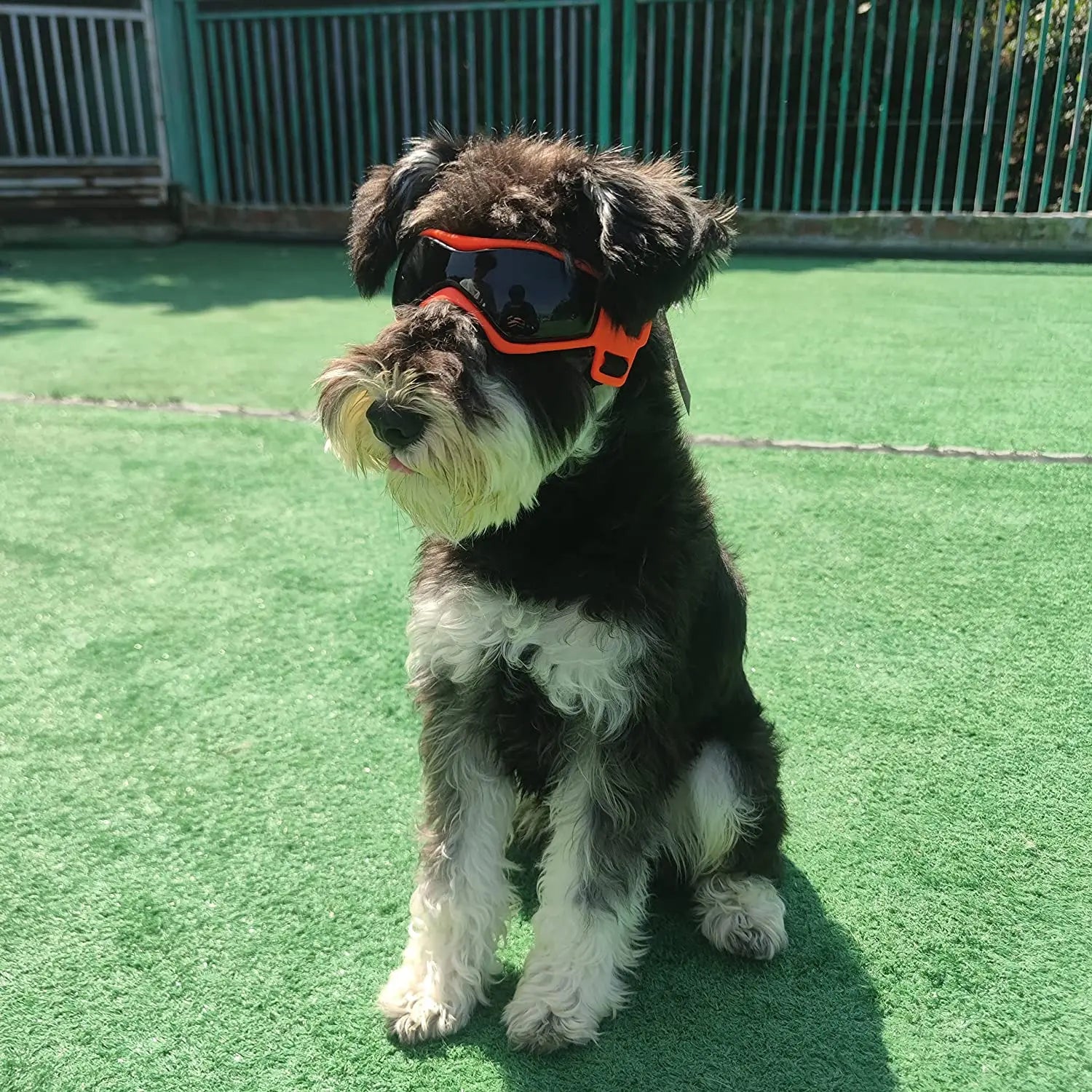 Pet UV Goggles: Cool Eyewear for Dogs & Cats