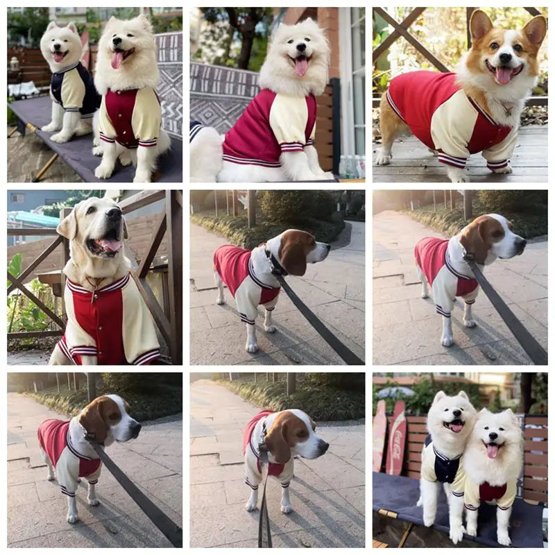 Big Dog Baseball Suit Fashioned Furbabies