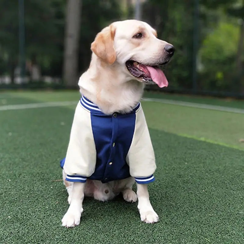 Big Dog Baseball Suit Fashioned Furbabies