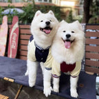 Big Dog Baseball Suit Fashioned Furbabies