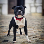 The "Bowtie" collar black - SJB-DIAMOND ELITES