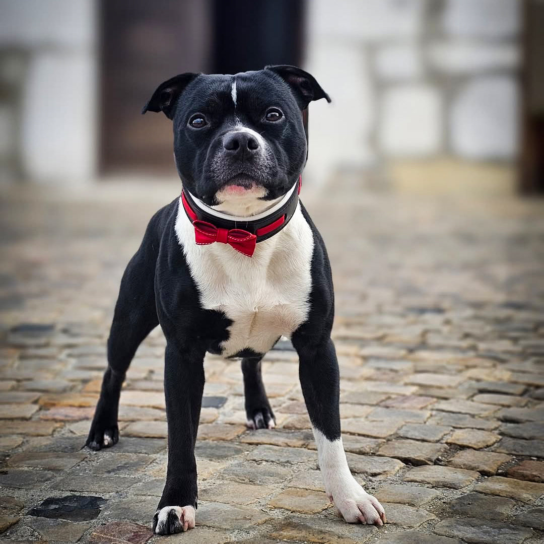 The "Bowtie" collar black - SJB-DIAMOND ELITES