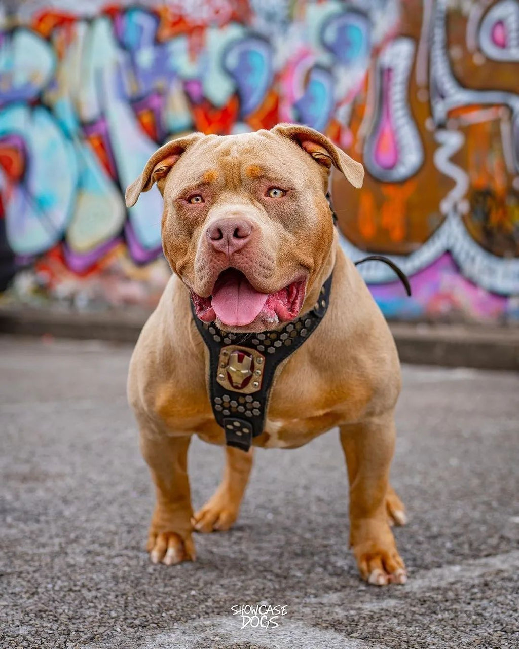 Irondog Harness Bestia Dog Gear