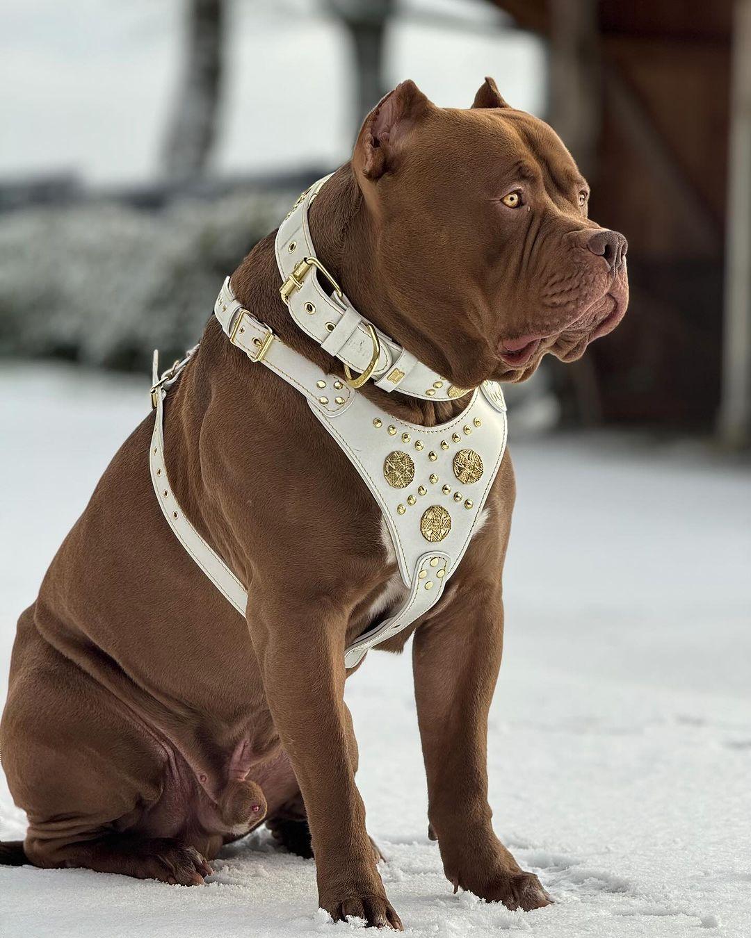 The "Maximus" harness White - SJB-DIAMOND ELITES