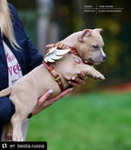 The "Hermes" leather harness - Small to Medium Size - SJB-DIAMOND ELITES