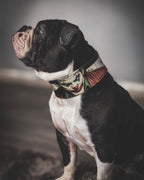The Joker Limited Collar - SJB-DIAMOND ELITES
