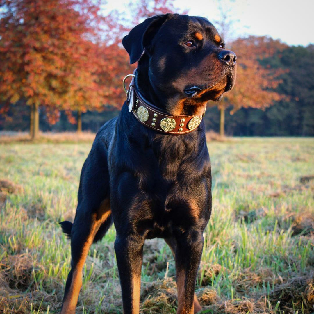 The "Maximus" collar 2.5 inch wide brown & gold - SJB-DIAMOND ELITES