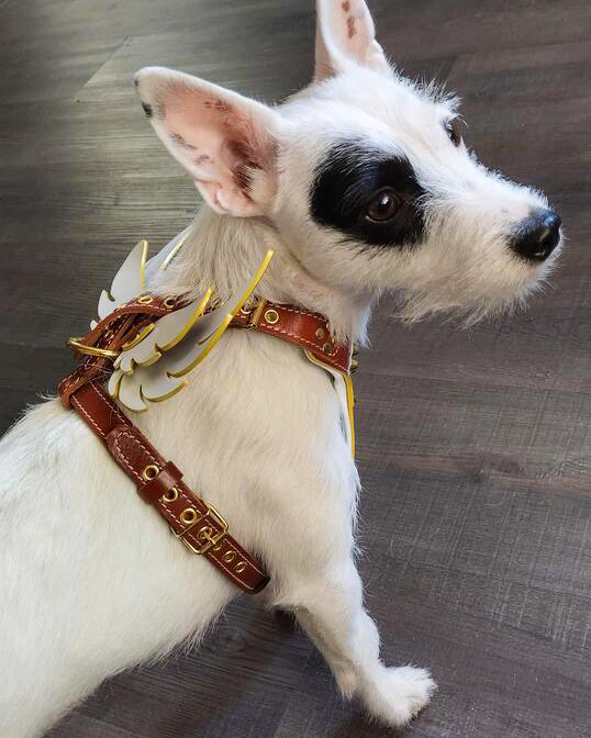The "Hermes" leather harness - Small to Medium Size - SJB-DIAMOND ELITES