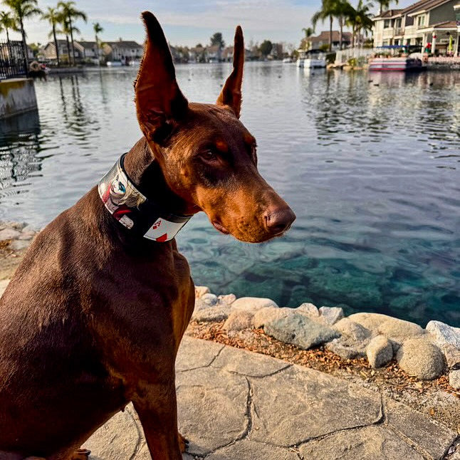 The Harley Limited Collar - SJB-DIAMOND ELITES