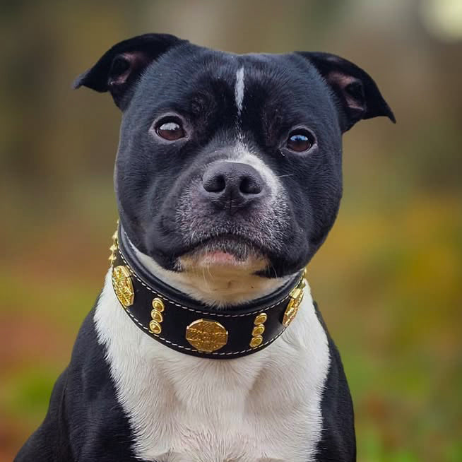 The "Maximus" collar 2 inch wide gold decoration - SJB-DIAMOND ELITES