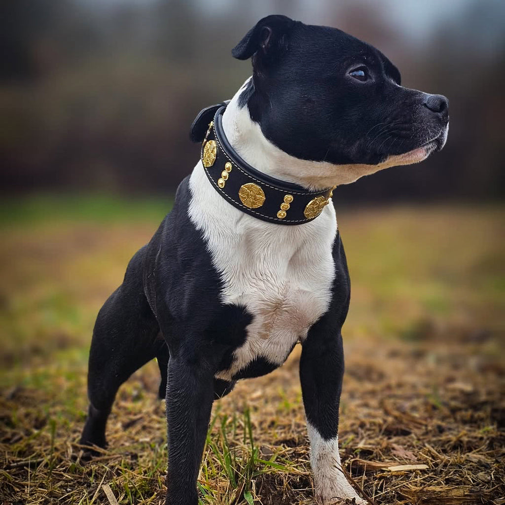 The "Maximus" collar 2 inch wide gold decoration - SJB-DIAMOND ELITES