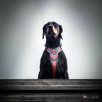 Superdog Harness Bestia Dog Gear