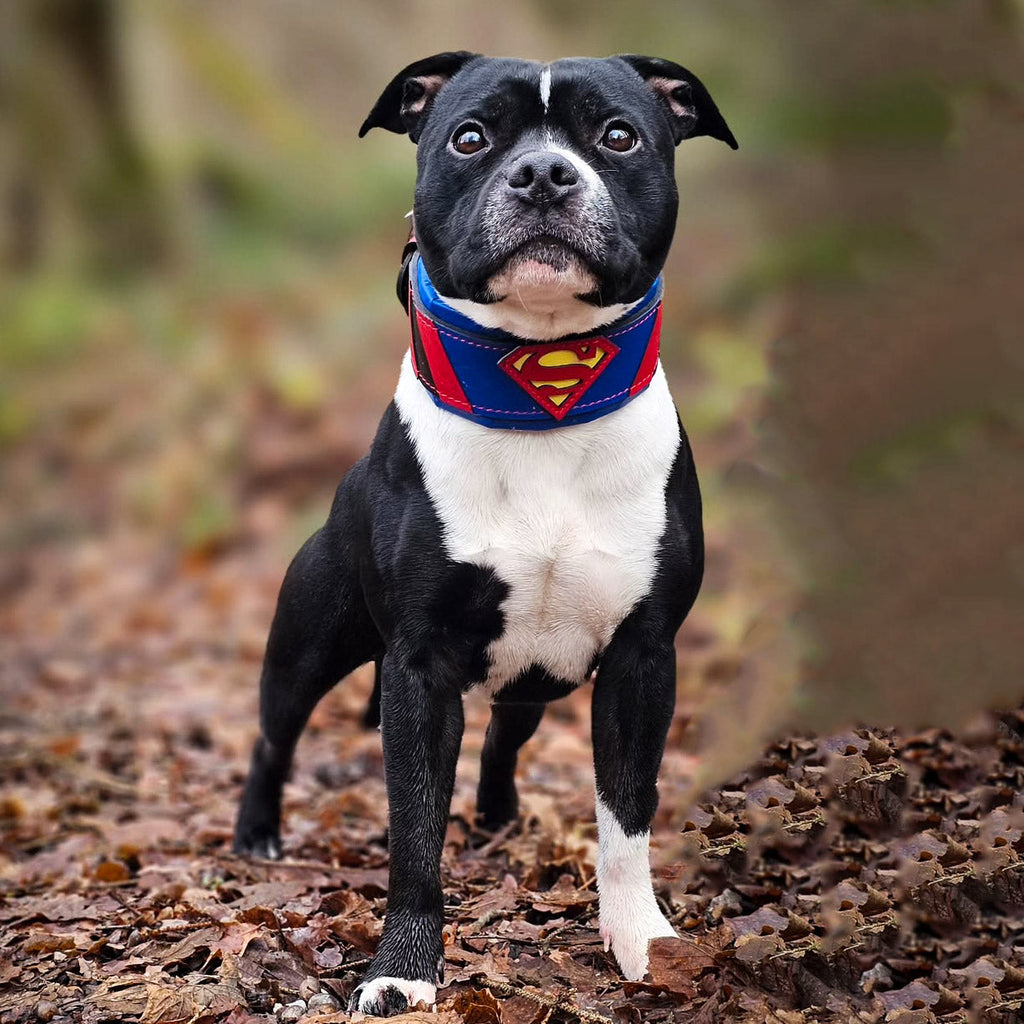 Superdog Collar - SJB-DIAMOND ELITES