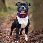 Superdog Collar - SJB-DIAMOND ELITES