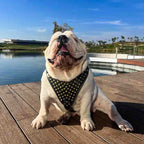 The "Gladiator" harness Gold/Silver - SJB-DIAMOND ELITES