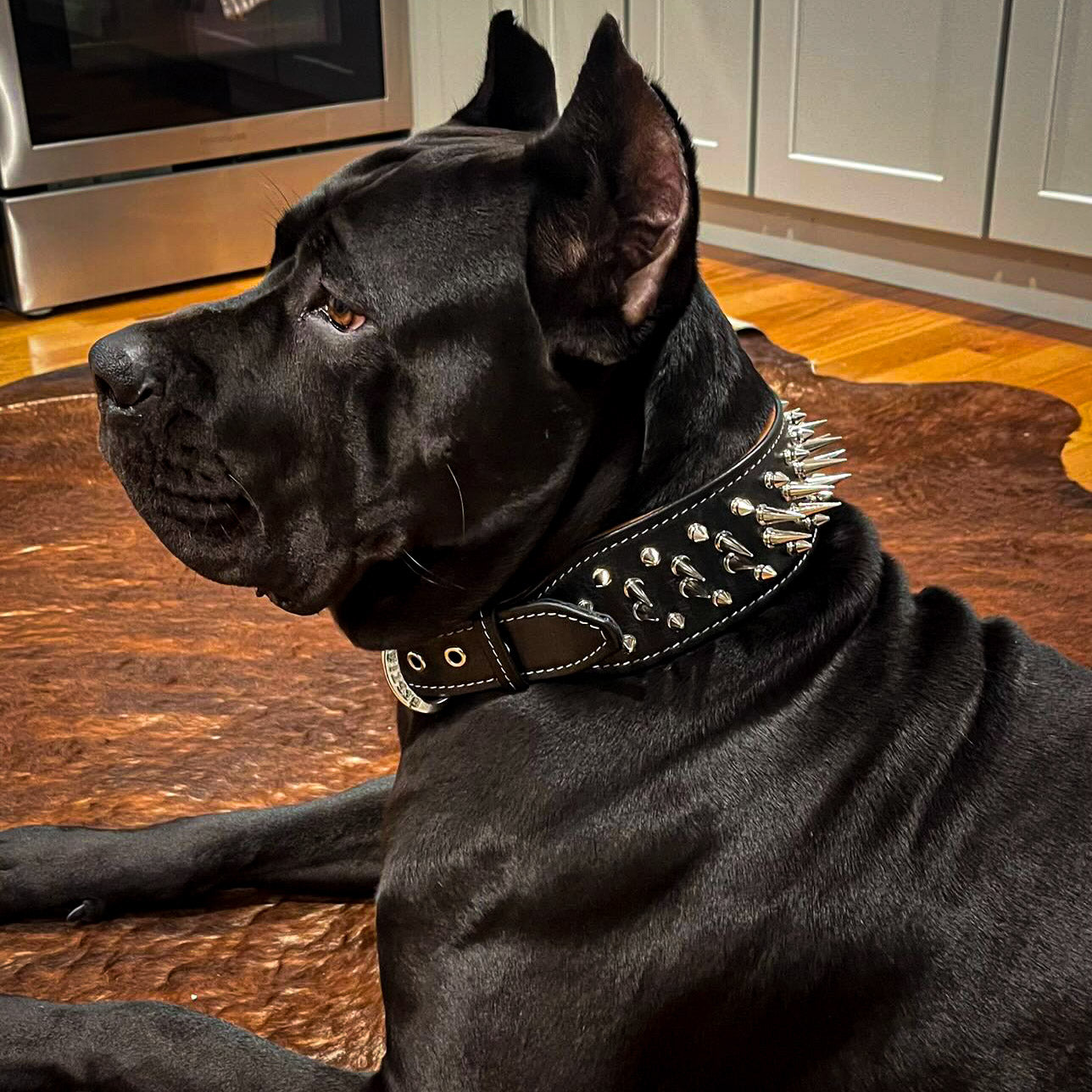 The "Big Boy" collar Bestia Dog Gear
