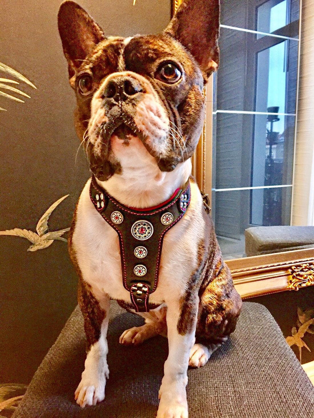 The ''Bijou'' harness Black & Pink Small to Medium Size - SJB-DIAMOND ELITES