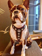 The ''Bijou'' harness Black & Pink Small to Medium Size - SJB-DIAMOND ELITES