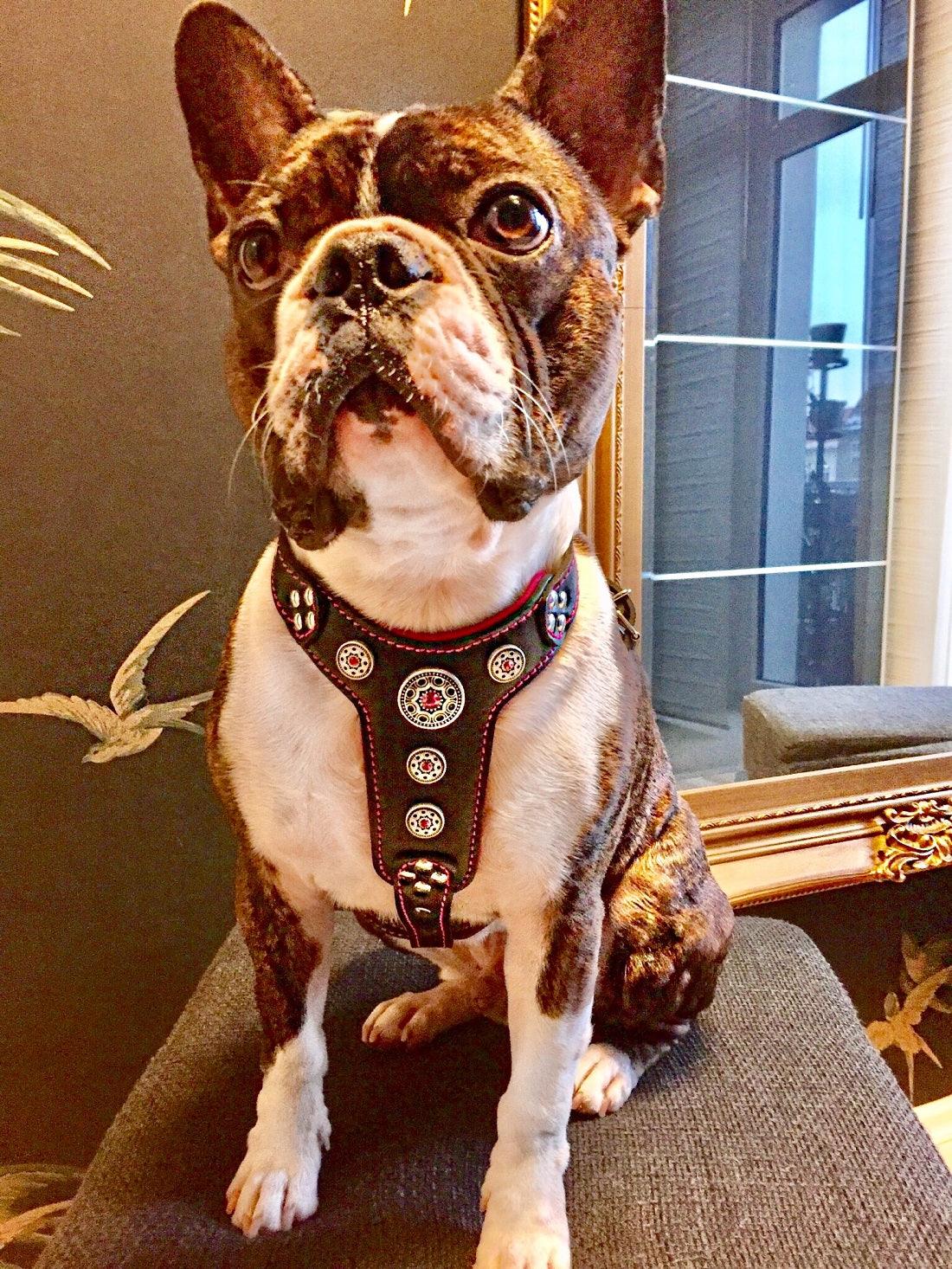 The ''Bijou'' harness Black & Pink Small to Medium Size - SJB-DIAMOND ELITES